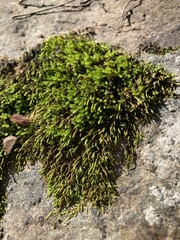 Pseudoleskeopsis imbricata