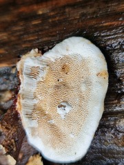 Earliella
