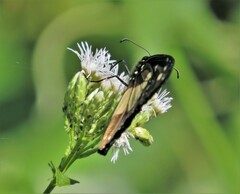 Amauris albimaculata