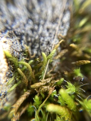 Pseudoleskeopsis imbricata