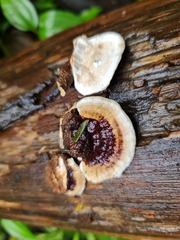 Earliella