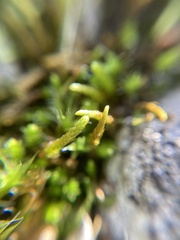 Pseudoleskeopsis imbricata