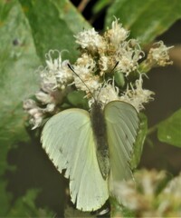 Dixeia charina