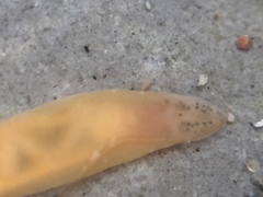 Nipponnemertes sanguinea