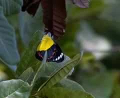Delias timorensis