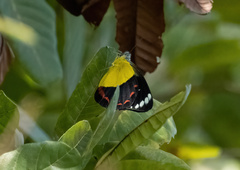 Delias timorensis