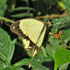 Papilio dardanus dardanus