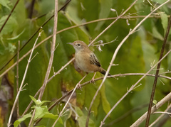 Cisticola exilis