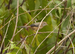 Cisticola exilis