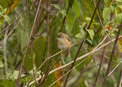 Cisticola exilis
