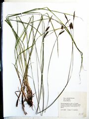 Carex schmidtii