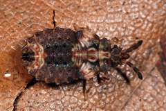 Aradus depressus