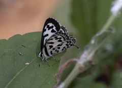 Castalius rosimon