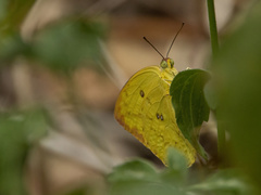 Catopsilia scylla