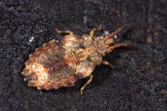 Aradus depressus