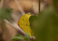 Catopsilia scylla