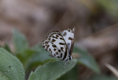 Castalius rosimon