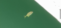 Caranx sexfasciatus