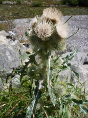 Cirsium hookerianum