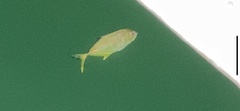 Caranx sexfasciatus