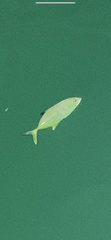 Caranx sexfasciatus