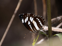 Neptis hylas