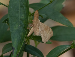 Lepidoptera