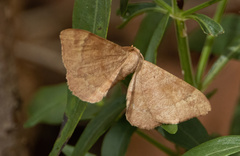 Lepidoptera