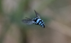 Thyreus novaehollandiae