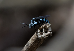 Thyreus novaehollandiae