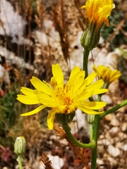 Crepis lacera