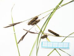 Carex schmidtii