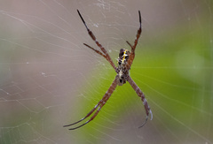 Argiope