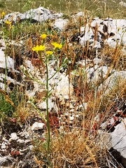 Crepis lacera