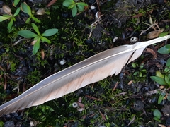 Phaps elegans