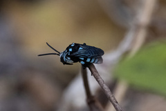 Thyreus novaehollandiae
