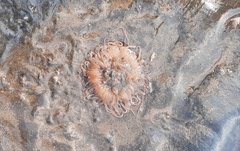 Paracondylactis sinensis