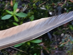 Phaps elegans