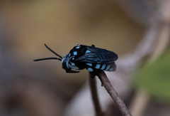 Thyreus novaehollandiae