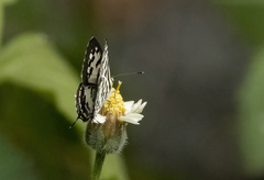 Castalius rosimon