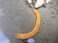 Nipponnemertes sanguinea