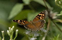 Junonia erigone