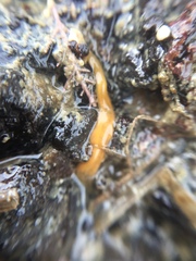 Nipponnemertes sanguinea