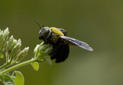 Xylocopa ocularis