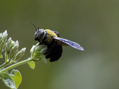 Xylocopa ocularis