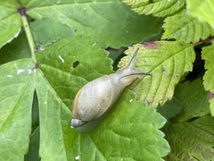 Succinea lauta