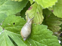 Succinea lauta