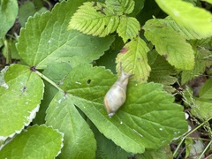 Succinea lauta