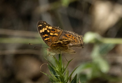 Junonia erigone