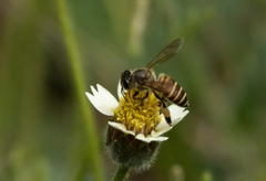 Apis cerana